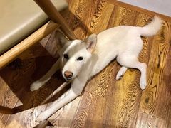 -柴务处·柴犬主题狗咖