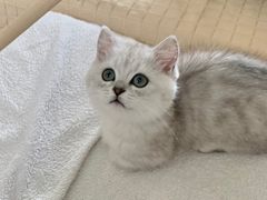 -飞行喵MR PILOT|猫舍·猫咖(静安大融城店)