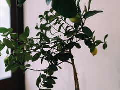 -肥朵食堂(带梦胡同店)