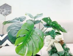 -MOE BEAUTY.皮肤管理中心