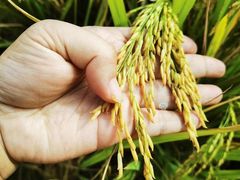 -正宗鸡饭粤香酒家(朱村店)