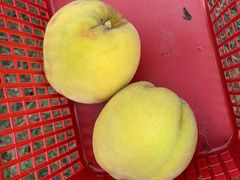 -樂桃源奉贤黄桃种植采摘基地