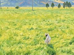 -祁连山草原