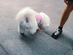 -申普宠物医院·眼科·心内科·影像科(普陀分院)