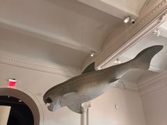 -美国自然历史博物馆