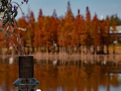 -白鹭湾湿地公园