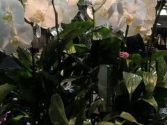-良友花店(天目山路店)