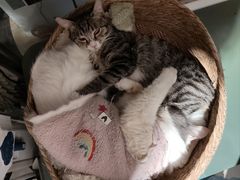-平行世界·猫咖(首经贸店)