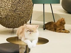 -飞行喵MR PILOT|猫舍·猫咖(静安大融城店)