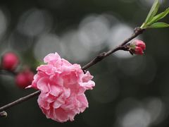 -杭州植物园