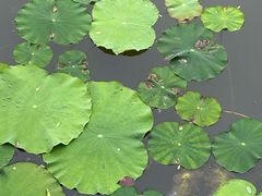 -渌洋湖湿地公园