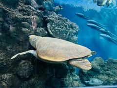 -上海海洋水族馆