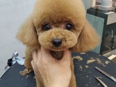 -PETKIT 小佩宠物·低压洗护·美容·寄养(安远店)