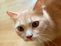 -唐小姐の私宠·宠物洗护美容·撸猫馆·购宠(周浦万达旗舰店)