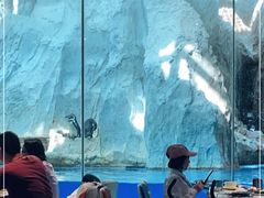 -帝企鹅自助餐厅•儿童岛•真企鹅(长隆企鹅酒店)