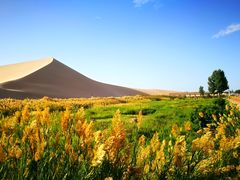 -清真益鑫羊肉手抓馆(南大街店)