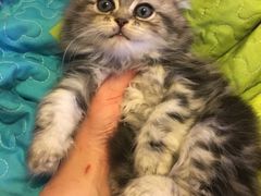 -Bastet sally猫舍购宠(静安店)