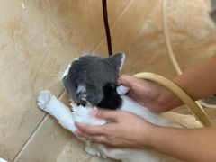 -瑞鹏宠物医院·夜间急症·心超·猫科(祖庙分店)