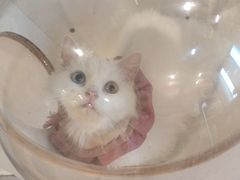-楼上猫咖(罗湖店)