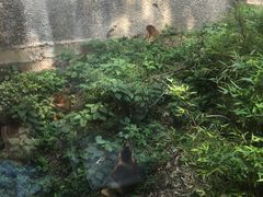 -成都动物园
