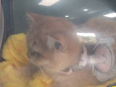 -顺强宠物诊所·狂犬免疫·夜诊·骨科(嘉定店)
