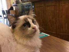 -猫色咖啡·猫咖