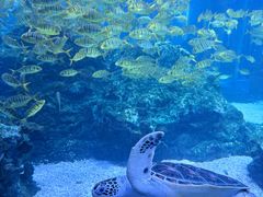-海合安成都极地海洋公园