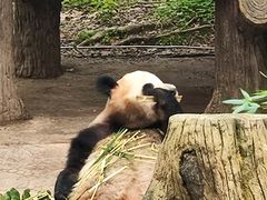 -都江堰中华大熊猫苑