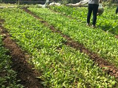 -万源龙顺度假庄园生态观光园