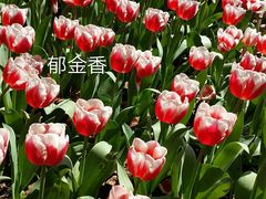 -无锡梅园公园