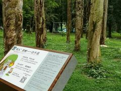 -南宁良凤江国家森林公园