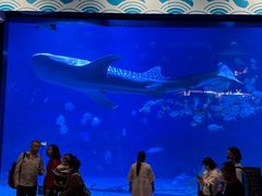 -烟台海昌鲸鲨海洋公园