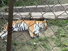 -横道河子东北虎林园