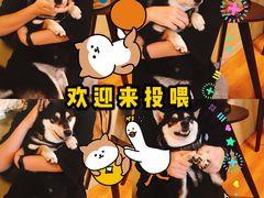 -柴犬高等学院·狗咖·柴犬售卖·宠物训练