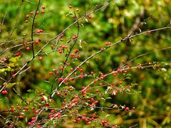 -青峰峡国家森林公园