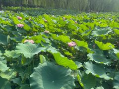 -莲花池公园