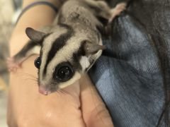 -楼上猫咖(罗湖店)