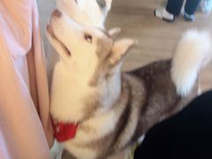 -Husky Go! 哈士奇体验馆·宠物咖啡厅狗咖