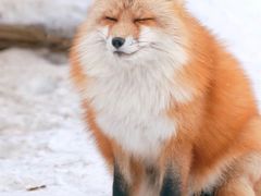 -宫城藏王狐狸村