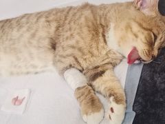 -艾贝尔宠物医院·24H转诊中心·肿瘤猫专科(江宁双龙店)