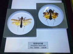 -上海昆虫博物馆