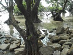 -宝安西湾红树林湿地公园