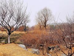 -北京西山国家森林公园