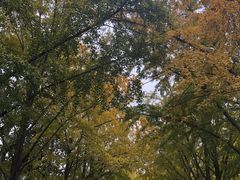 -三里屯东五街银杏大道