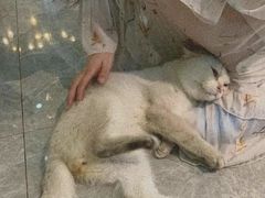 -猫爷宠物生活馆·撸猫馆