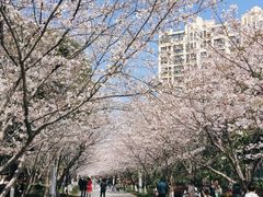 -高东镇樱花园