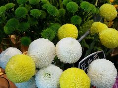 -豆豆花艺(新光天地店)