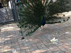 -长白岛森林公园