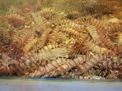 -北塘海鲜·天津菜(大光明桥旗舰店)