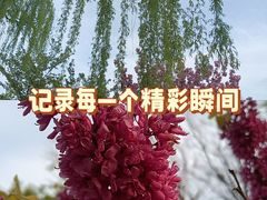 -石家庄市植物园